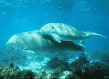 Dugong Morský.jpg